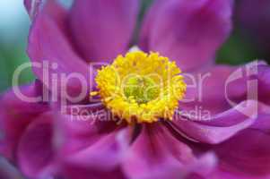 lila anemone