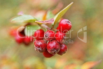 rote zieräpfel