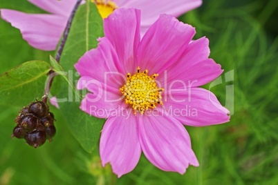 cosmea