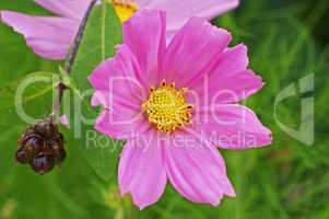 cosmea