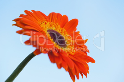 gerbera