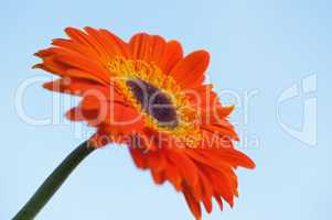 gerbera