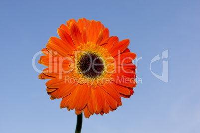 gerbera im himmel