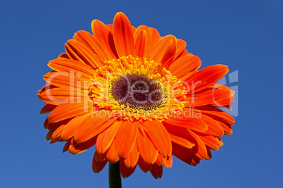 gerbera