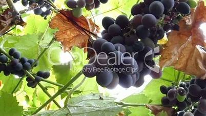 Browse bunch of black grapes and leafs with raindrops