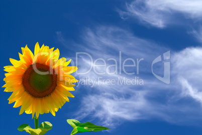 Sunflower against blue sky