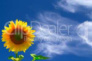 Sunflower against blue sky