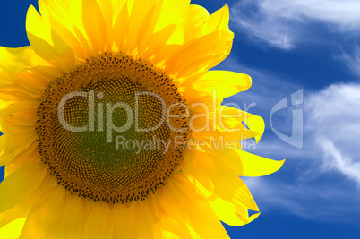 Closeup of yellow sunflower