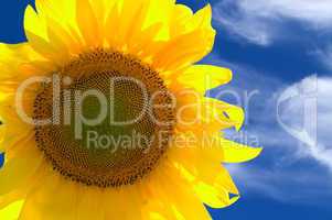 Closeup of yellow sunflower