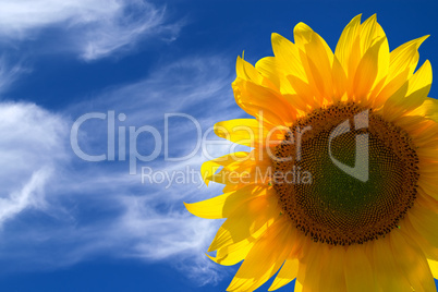 Sunflower isolated on white background