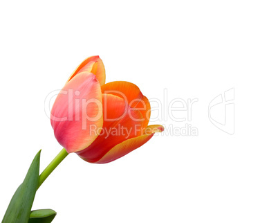 Tulip isolated on white background