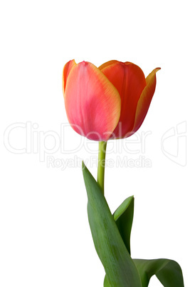 Tulip on white background