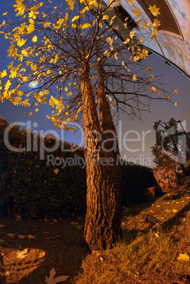 Autumn Background with a Tree and a House