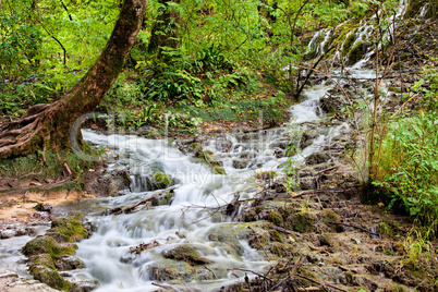 Stream in the Forest