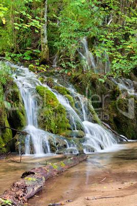 Stream in the Forest