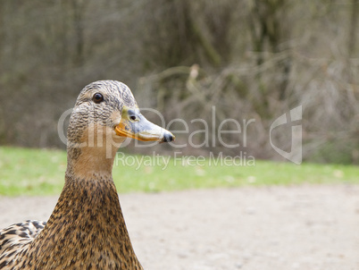 female mallard