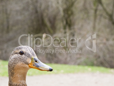 female mallard