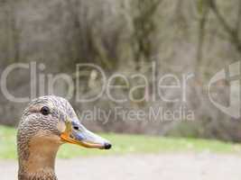 female mallard