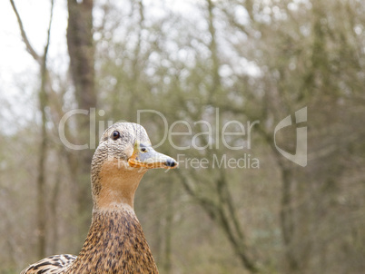 female mallard