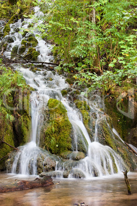 Stream in the Forest