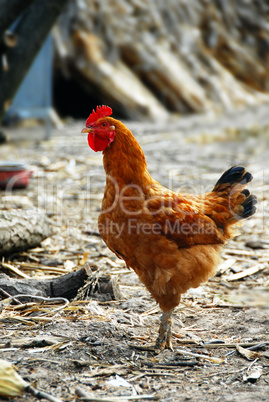 Golden brown hen