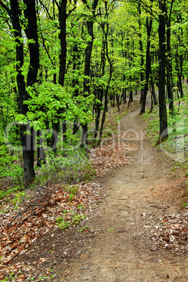 Forest path