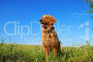 Golden retriever dog portrait