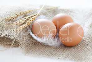drei braune Eier / three brown eggs