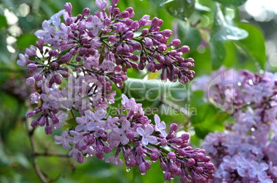 Garten Blumelila Flieder Blüten