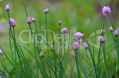 Garten Lila Schnittlauch