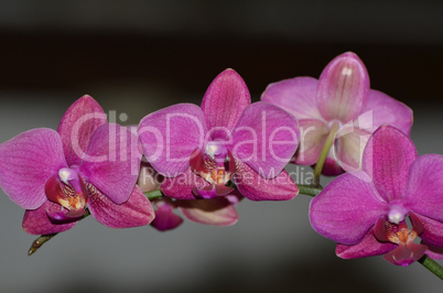 lila Orchideen Blüte