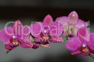 lila Orchideen Blüte