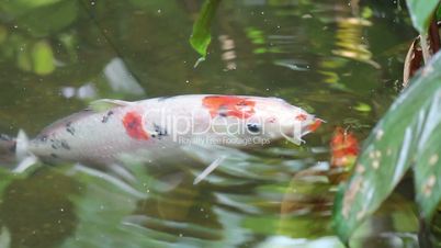 Japanischer Koi Fisch