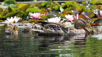 Entenfamilie im Teich