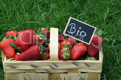 Bio Erdbeeren