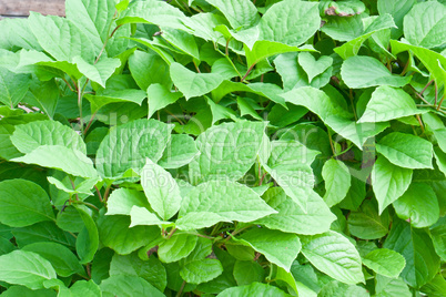 Green foliage