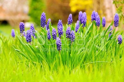 Traubenhyazinthe - grape hyacinth 01