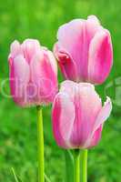 Tulpe lila - tulip purple 01