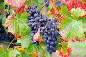 Weintraube rot - grape red 25