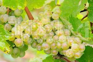 Weintraube weiss - grape white 05