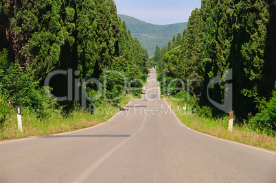 Zypressenallee laengste Italiens - cypress avenue longest from Italy 02