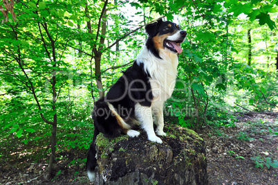 Australian Shepherd Australian Shepherd