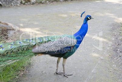 blue peafowl