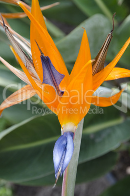 orange flower