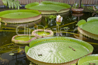 Victoria regia