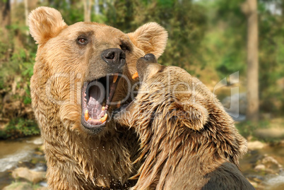 Zwei Braunbären beim Kämpfen in der Natur