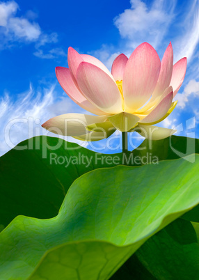 Seerose vor blauem Himmel mit Wolken