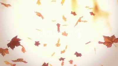Falling autumn leaves - looped animation