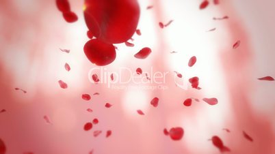 Falling rose petals- looped animation