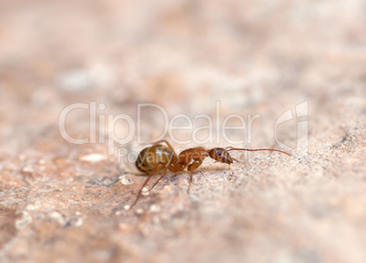 Brown ant on the rock